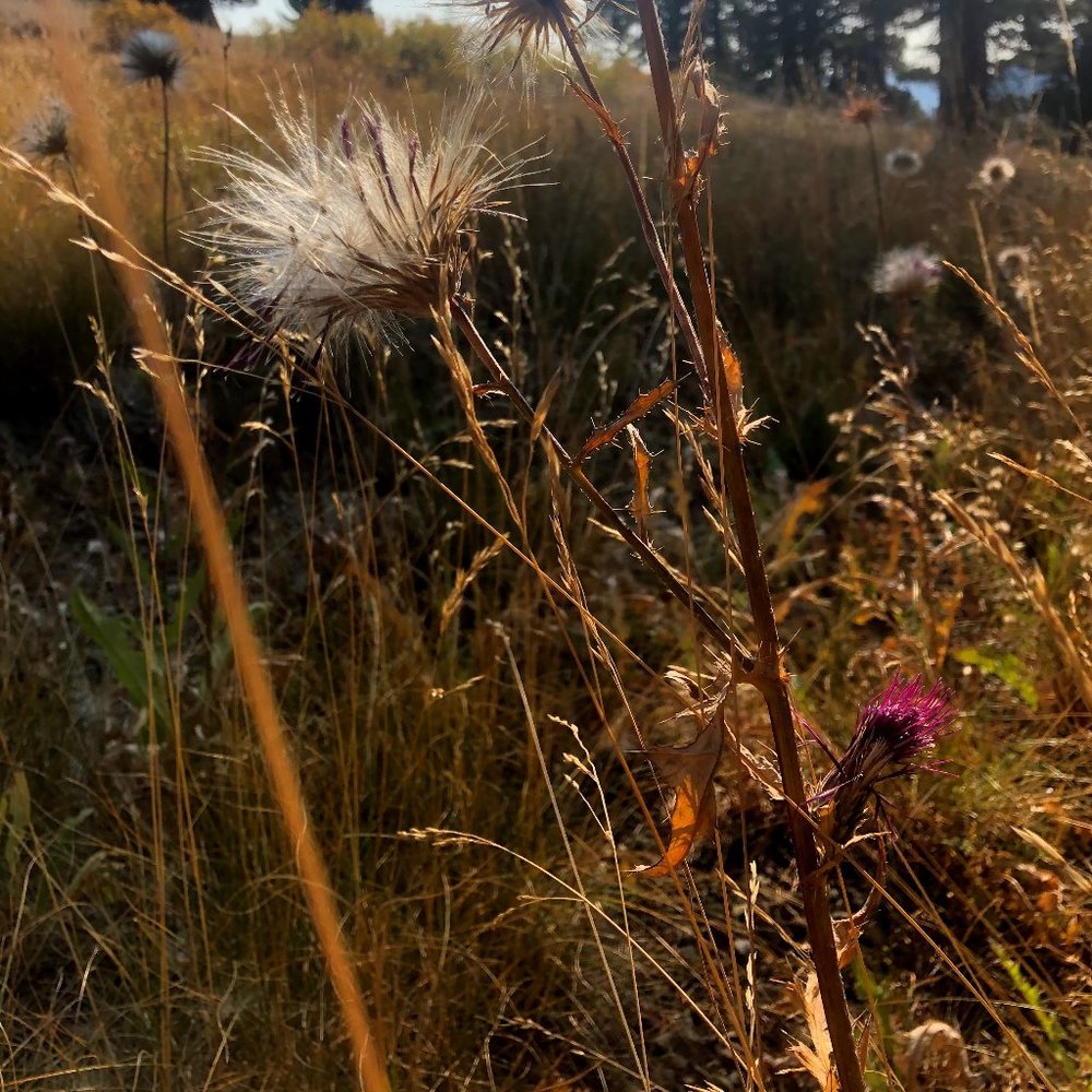 Meet your Posher, LC